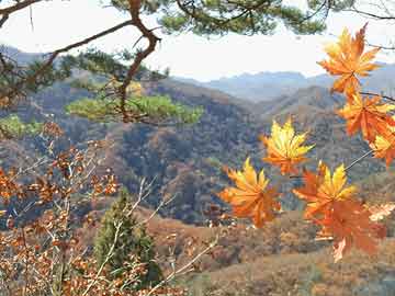 海浪蓝色警报！山东北部、东部近岸海域将有大浪|界面新闻 · 快讯